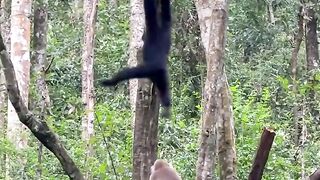 🐒❤️ When Different Primates Meet! A Rare and Amazing Playtime