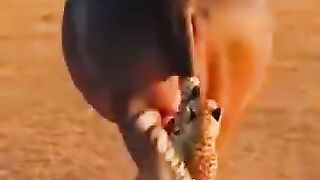 A leopard hunting a buffalo—talk about bad luck! 😂😂😂