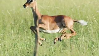 This particular animal is an expert runner.