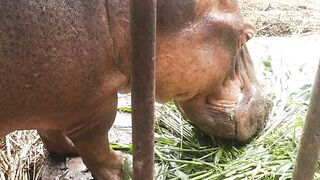 Dhaka animal zoo 3