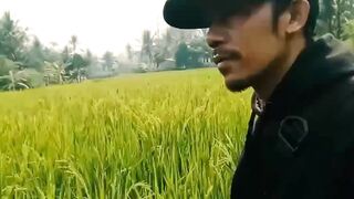 Rice field view