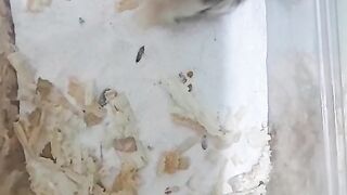 Hamster Funny