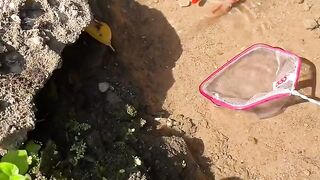 Decorative fish
