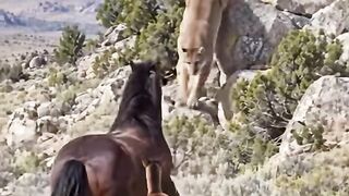 A mountain lion came down the rocks at the foal and the stallion put himself right in front of it.