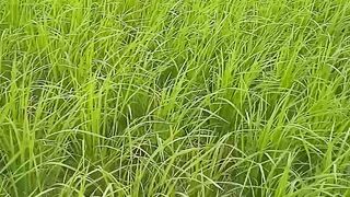 শরতের বিকেল