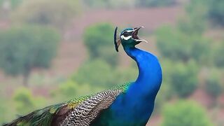 Magnificent Peacock Showing Off Its Stunning Feathers.