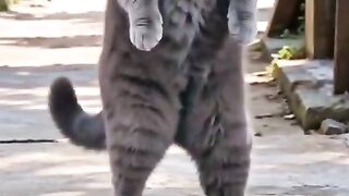 Catsfanny