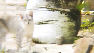 Kucing abu abu 2