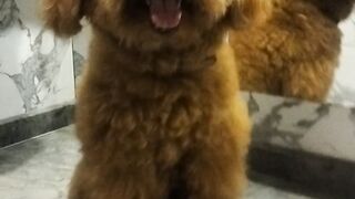 Why Are You Smiling? I'm Mad At You!