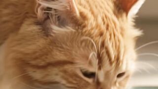 Eating cat 2