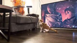 Feisty Adam