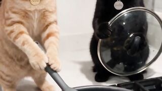 Funny cat 364