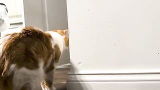 Peepin tomcat