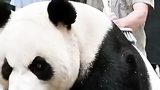 Hearing animals thought