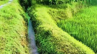 Emerald Fields & Crystal Streams
