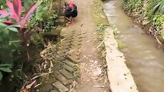 Funny riding 2