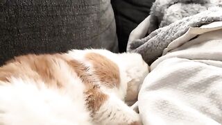 Snoring Mogwai