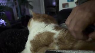 Macho purrer