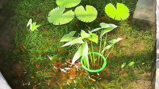 Fish in the pond 2