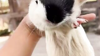 Super Cute Guinea Pig Chilling in My Hand!