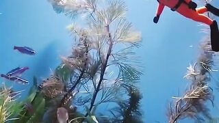 Why this fish is different from the rest