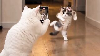 dancing cat 6