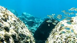 Something HUGE Was Swimming Above the Diver… 😳🌊