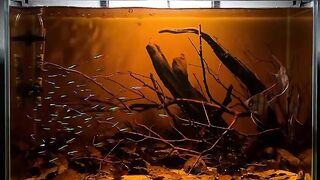 Ganges of tetra