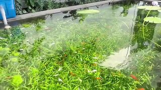 Fish pond 4