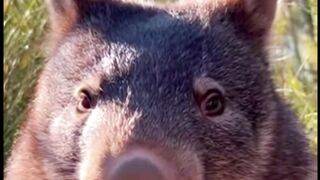 O Animal Que Faz Cocô em Formato de Cubo! 🤯