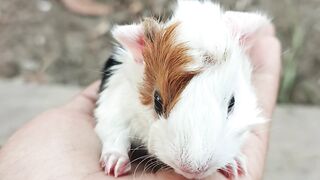 Cute Guinea Pig Eating and Playing | So Adorable!