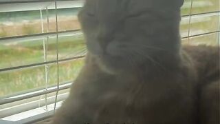 calm down cat