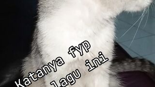 Funny cat 365