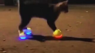 Cats wearing shoes