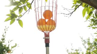 13.5FT Fruit Picker with Basket | Adjustable Long Reach Apple & Mango Picking Tool