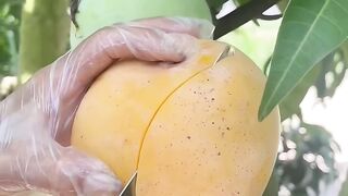 Suara & Potongannya Bikin Ketagihan! Panen & Iris Mangga Fresh