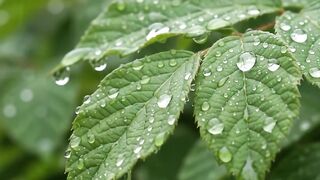 Mountain Rain & Thunderstorm | Relaxing Rain Sounds Over Misty Peaks and Rivers