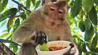 monkey eating mango 2