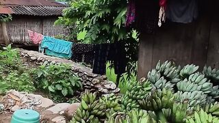 Banana Harvest
