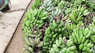 Banana Ready for the transport to Banana market place