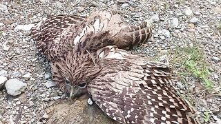 Eagle die in road