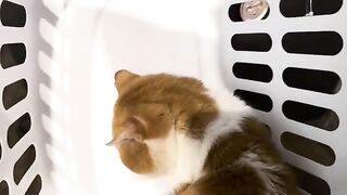 He gets 2