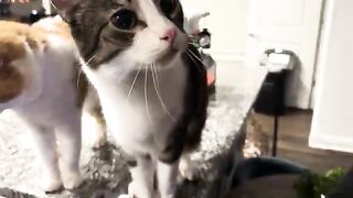 Pettings needed