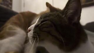 Lovers lap