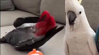Parrot show
