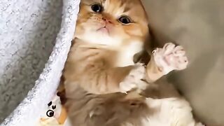 GATINHOS MUITO FOFOS 2