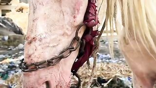 Rescuing an Exhausted Horse Forced to Work Beyond Its Limits