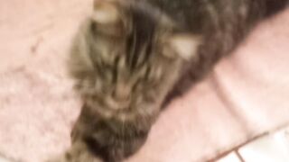 Gato feio