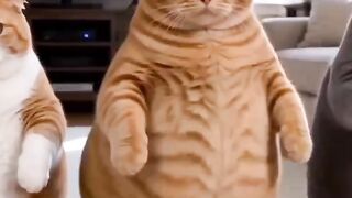A cat doing aerobics.