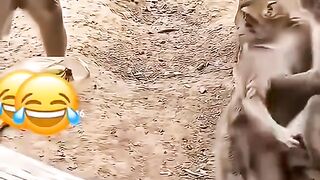When Primates Meet a Dog: The Funniest Animal Friendship! 🐒🐕😂